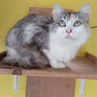 CYBELLE, chatte à adopter
