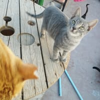SANTI, chat à adopter