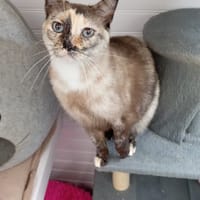 LYSANDRA, chatte à adopter