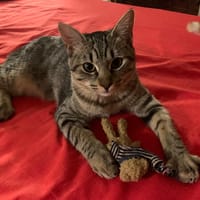 FLYY, chat à adopter