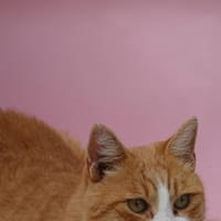JERO, chat à adopter