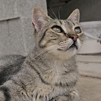 ERAA, chatte à adopter