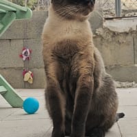 HERMÈS, chat à adopter