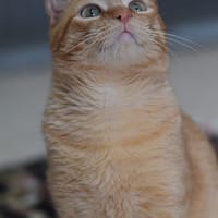 BUTANILLO, chat à adopter