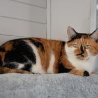 NOUCHKA, chatte à adopter