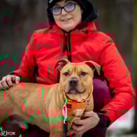 Aron, pies do adopcji