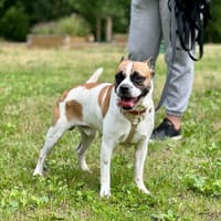 Steve, pies do adopcji