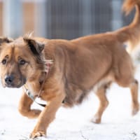 Batat, pies do adopcji