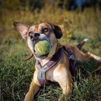 Fafel, pies do adopcji