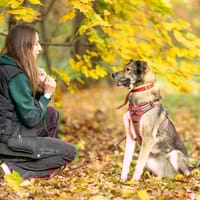 Hilda, suczka do adopcji