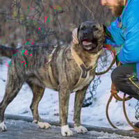 Talia, suczka do adopcji