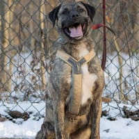 Talia, suczka do adopcji