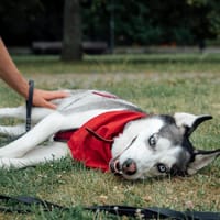 Vambi, suczka do adopcji