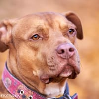 Ivar, pies do adopcji