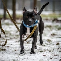 Aston, pies do adopcji