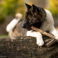 Hektor, pies do adopcji