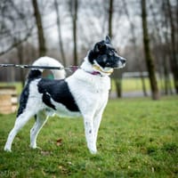 Karolek, pies do adopcji