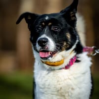 Karolek, pies do adopcji