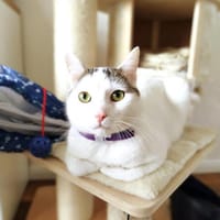 Bajgiel, kot do adopcji