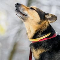 Tarzan, pies do adopcji