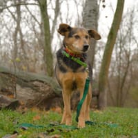 Evan, pies do adopcji