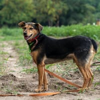 Evan, pies do adopcji