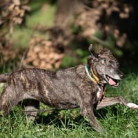 Mija, suczka do adopcji