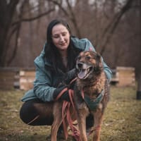 Czyli, pies do adopcji