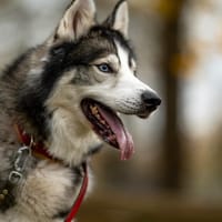 Apacz, pies do adopcji