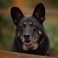 Noe, pies do adopcji