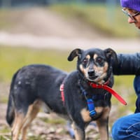 Norbi, pies do adopcji