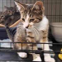 Aramis, kot do adopcji