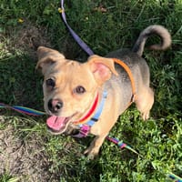 Brandy, suczka do adopcji