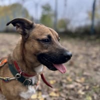 Tymianek, pies do adopcji