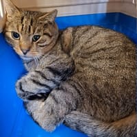 Tigre, kot do adopcji