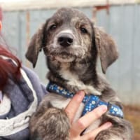 Milow ist ein lieber, süßer Kerl, Hund zur Adoption