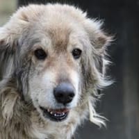 Onra - ruhige, sanfte Wuschelhündin, Hündin zur Adoption