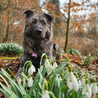 💛Raya 💛 sucht ihre Familie, Hündin zur Adoption