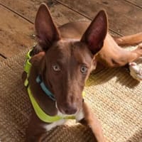 Siete1 sucht ein Zuhause, Hund zur Adoption