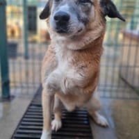 Arni ist ein unglaublicher Bube, Hund zur Adoption