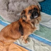 💙Mogli💙 sucht seine Menschen 🐾💙, Hund zur Adoption