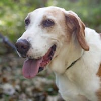 VANILLA - eine treue Seele!, Hündin zur Adoption