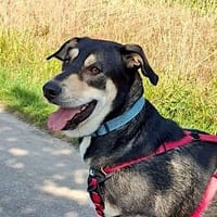 BUZZ  jung, stark und voller Liebe, Hund zur Adoption