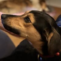 Wunderschöne Josie, Hündin zur Adoption