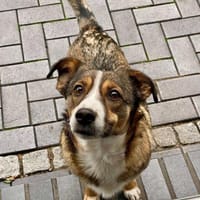 Ich bin Izzy - deine zukünftige...., Hündin zur Adoption