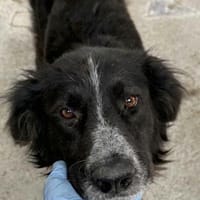 Pina große Hündin mit noch größerem Herz, Hündin zur Adoption