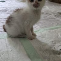 Kater Carlo sucht seine Familie, Kater zur Adoption