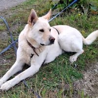 PUSCHKIN - Spaziergang ins Glück gesucht, Hund zur Adoption