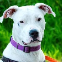 Bonny, Hündin zur Adoption