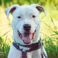 Bones, Hund zur Adoption